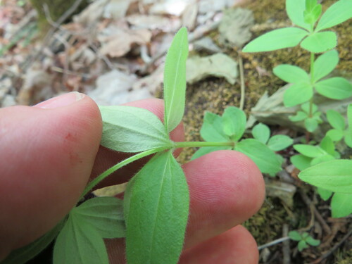 Galium circaezans (licorice bedstraw) (alternate view 5)