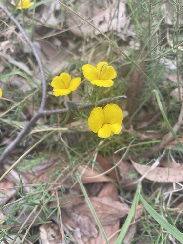 Gompholobium huegelii (Common Wedge-pea) (alternate view 8)