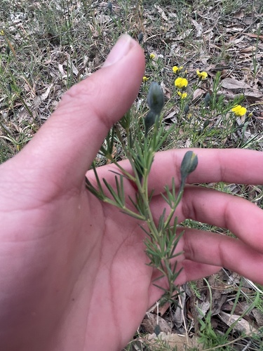 Gompholobium huegelii (Common Wedge-pea) (alternate view 9)