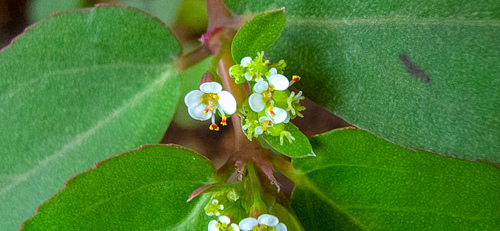Euphorbia hypericifolia (Diamond Frost Euphorbia)