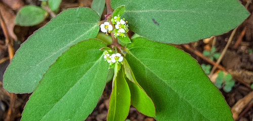 Euphorbia hypericifolia (Diamond Frost Euphorbia)