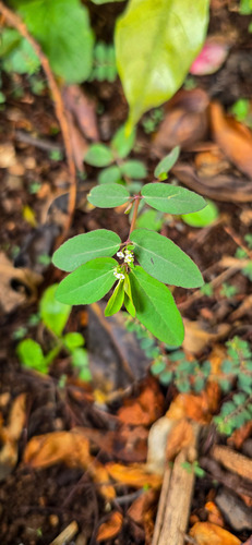 Euphorbia hypericifolia (Diamond Frost Euphorbia)