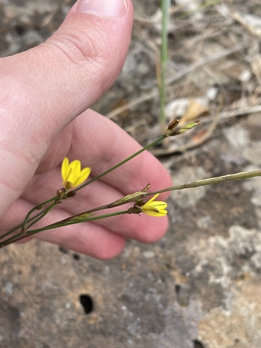 Tricoryne elatior (yellow rush-lily) (alternate view 10)