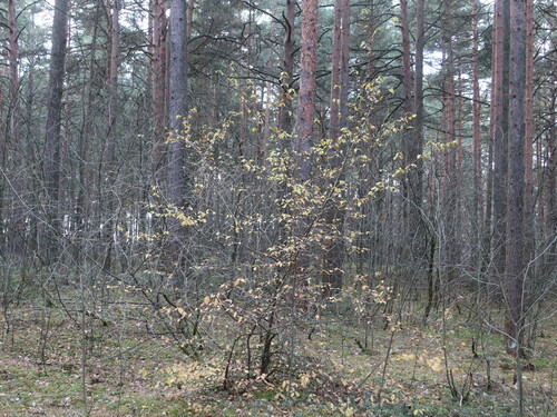 Cornus mas (Cornelian cherry) (alternate view 11)
