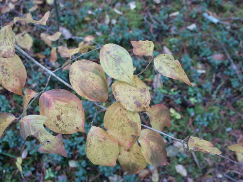 Cornus mas (Cornelian cherry) (alternate view 12)