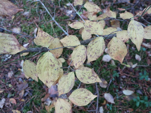 Cornus mas (Cornelian cherry) (alternate view 13)