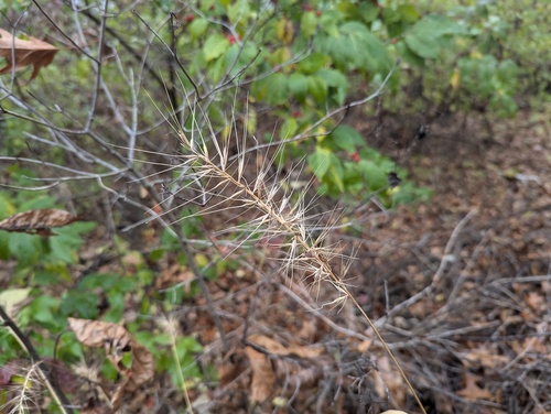 Elymus hystrix (Bottlebrush Grass)