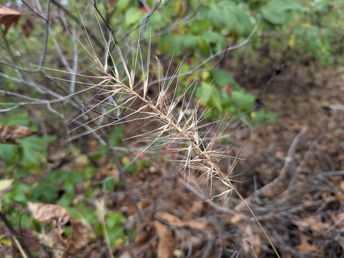 Elymus hystrix (Bottlebrush Grass)