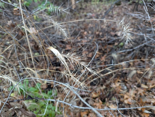 Elymus hystrix (Bottlebrush Grass)