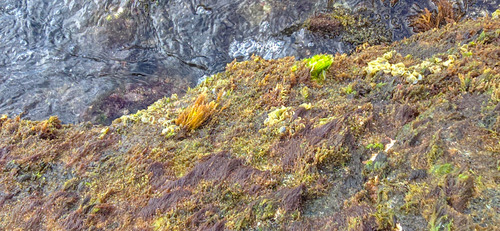 Ceramium (Banded Weeds) (alternate view 3)