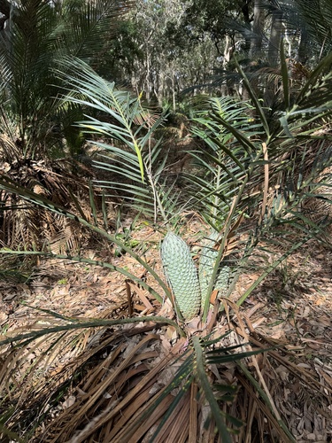 Macrozamia communis (burrawang) (alternate view 3)