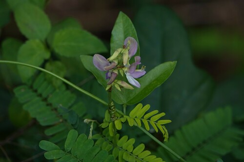 Abrus precatorius (rosary pea) (alternate view 4)