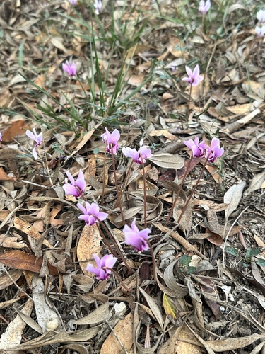 Cyclamen hederifolium (ivy-leaved cyclamen) (alternate view 3)