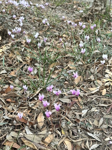 Cyclamen hederifolium (ivy-leaved cyclamen) (alternate view 4)
