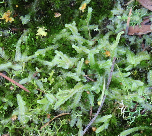 Lophocolea semiteres (Southern Crestwort) (alternate view 6)