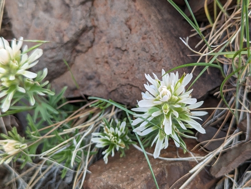 Castilleja chromosa (Desert Paintbrush)