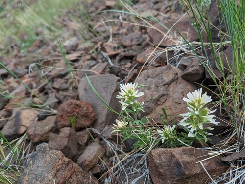 Castilleja chromosa (Desert Paintbrush) (alternate view 2)