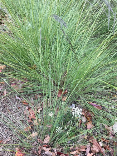 Eragrostis curvula (African love grass) (alternate view 5)