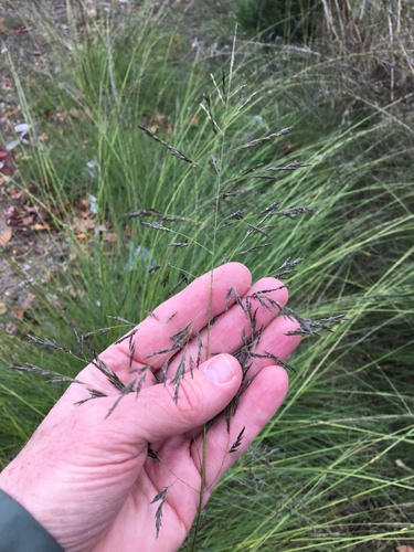 Eragrostis curvula (African love grass) (alternate view 6)