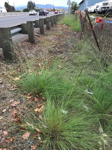 Eragrostis curvula (African love grass) (alternate view 4)