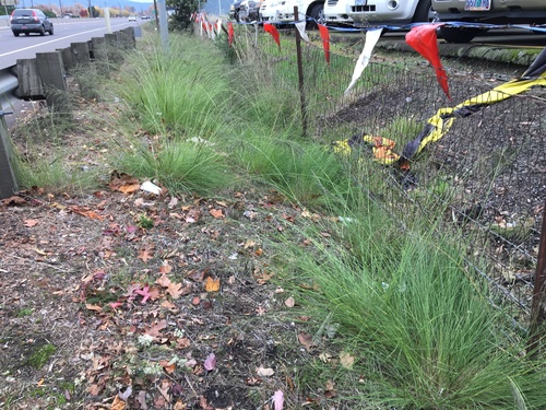 Eragrostis curvula (African love grass) (alternate view 3)