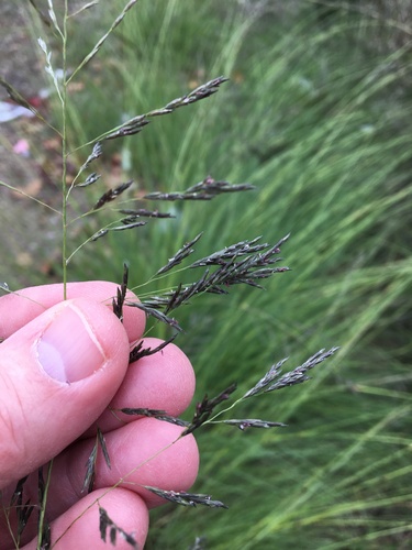 Eragrostis curvula (African love grass) (alternate view 7)