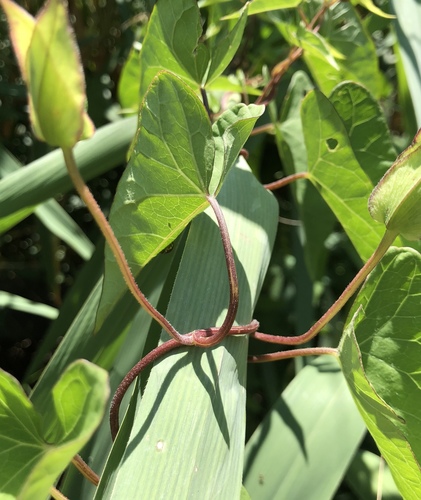 Calystegia sepium (hedge bindweed) (alternate view 5)