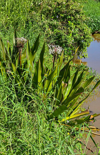 Crinum × amabile (Giant Spider Lily) (alternate view 7)