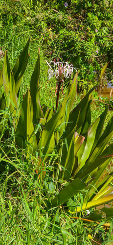 Crinum × amabile (Giant Spider Lily) (alternate view 8)