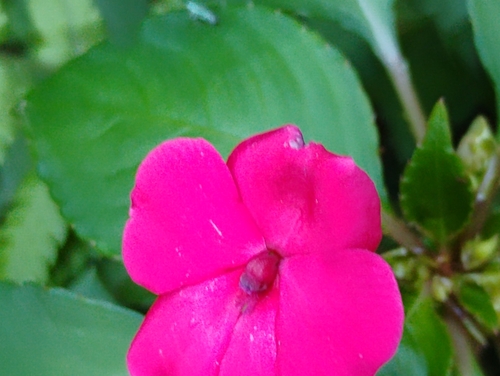 Impatiens walleriana (bedding impatiens) (alternate view 5)
