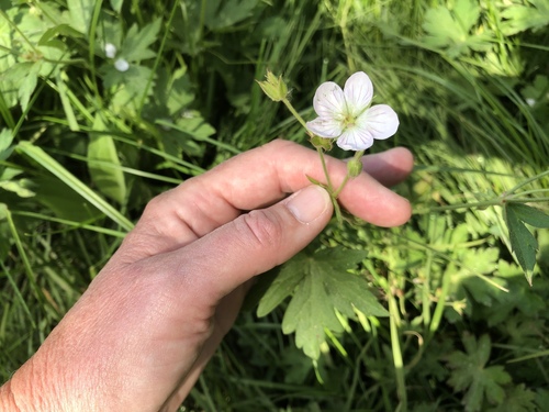 Geranium richardsonii (Richardson's geranium) (alternate view 3)