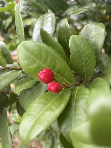 Ochna serrulata (Small-leaved plane) (alternate view 7)