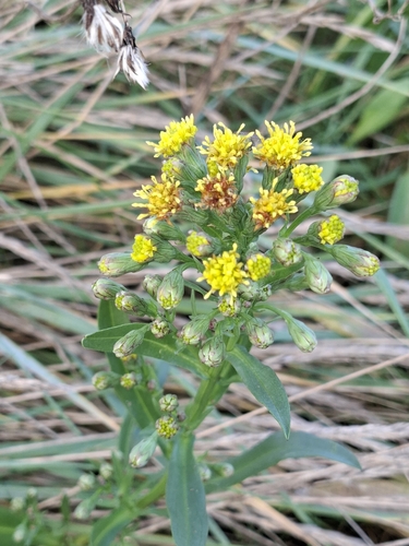 Tripolium pannonicum (Sea Aster)