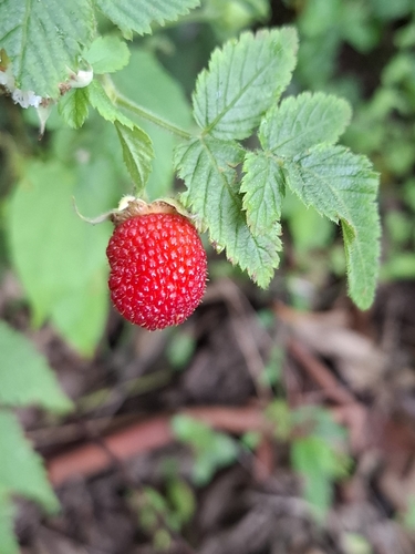 Rubus rosifolius (roseleaf bramble)