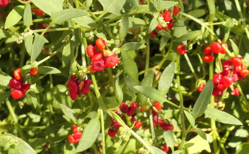 Chenopodium nutans (Climbing saltbush) (alternate view 9)