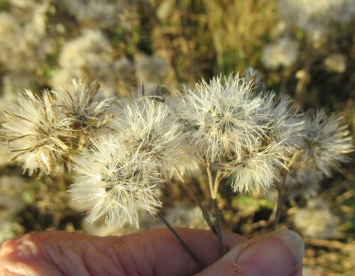 Brickellia eupatorioides (False Boneset) (alternate view 8)
