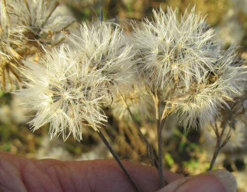 Brickellia eupatorioides (False Boneset) (alternate view 9)