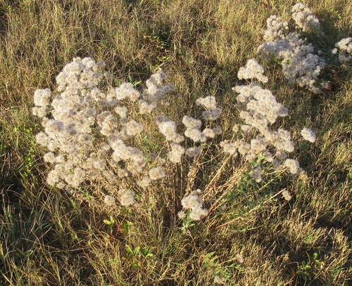 Brickellia eupatorioides (False Boneset) (alternate view 6)