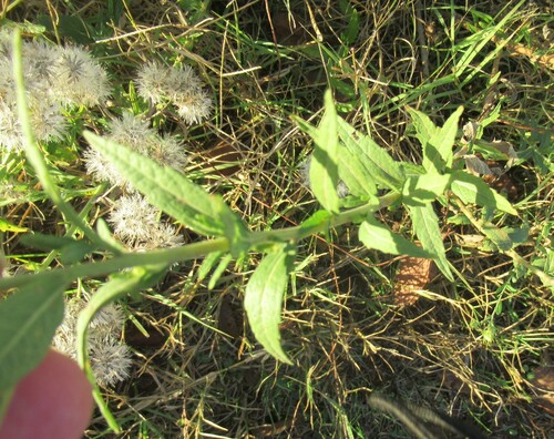 Brickellia eupatorioides (False Boneset) (alternate view 10)