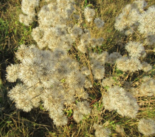 Brickellia eupatorioides (False Boneset) (alternate view 7)