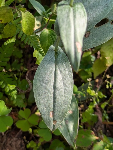 Anaphalis triplinervis (Triple-Veined Pearly Everlasting)