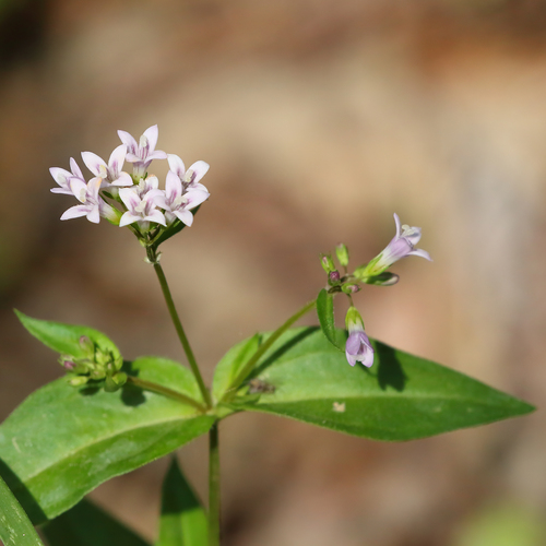 Houstonia purpurea (summer bluet) (alternate view 6)
