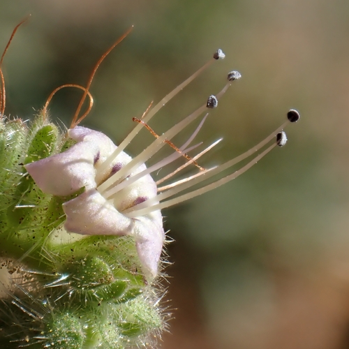 Phacelia ramosissima (branching phacelia) (alternate view 2)