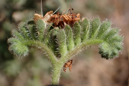 Phacelia ramosissima (branching phacelia) (alternate view 3)