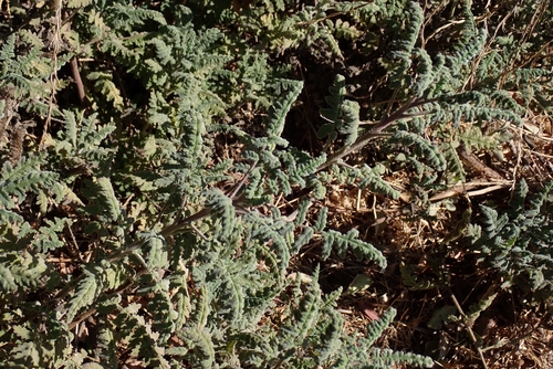 Phacelia ramosissima (branching phacelia) (alternate view 4)
