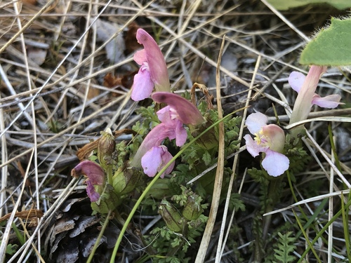 Pedicularis sylvatica (Common Lousewort)