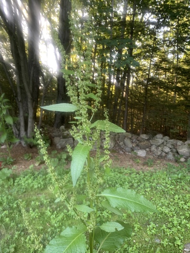Rumex obtusifolius (broad-leaved dock)