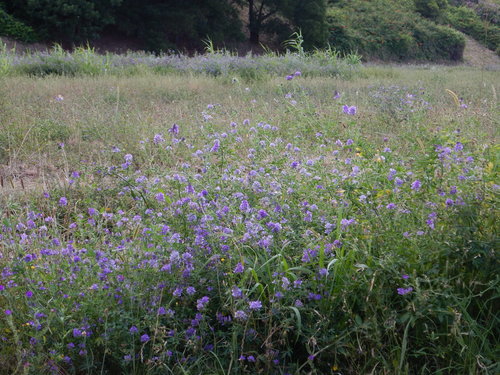 Medicago sativa (Alfalfa)