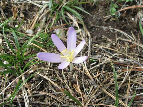 Colchicum autumnale (Autumn Crocus) (alternate view 5)