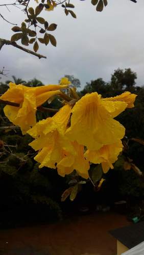 Handroanthus chrysotrichus (Golden Trumpet Tree)